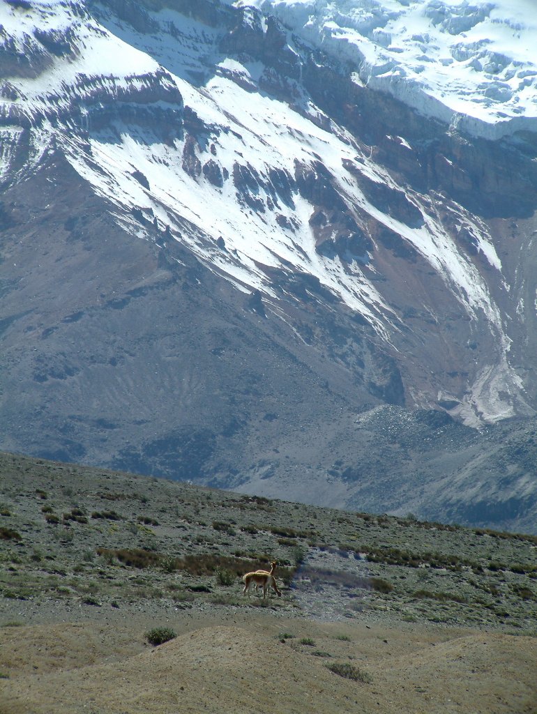 01-Vicuñas at the foot of Volcán Chimborazo.jpg - Vicuñas at the foot of Volcán Chimborazo